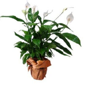 SPATİ FİLYUM