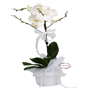 PHALAENOPSIS- ORKİDE 